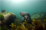 Mega-to-Macro 3rd Place - Seal Head by Rob White